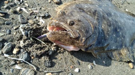 初フラットフィシュ