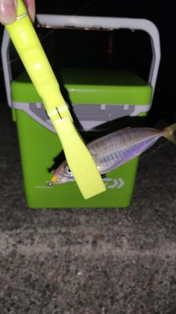 須磨浦アジング、メバリング