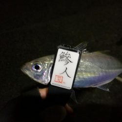 （2020/11/17 南港アジング　 アジング釣果 中アジ～（24㎝～）サバ 釣果有り）