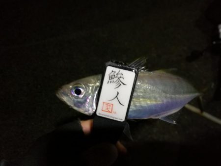 （2020/11/17 南港アジング　 ア…