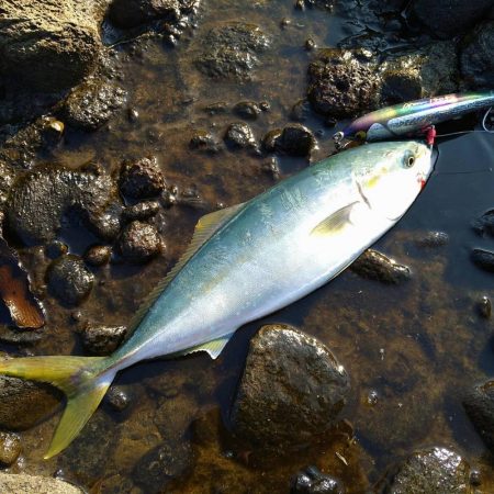 越前地磯でトップにドン
