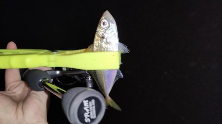 爆風アジングで爆釣