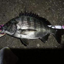 （2020/11/20 南港ヘチ釣り　 良ヘチ釣果！真チヌ39㎝ キビレチヌ グレ 釣果有り）