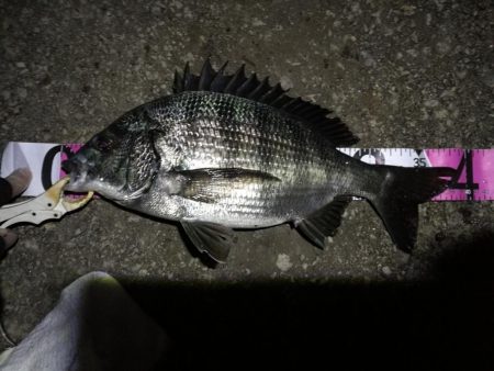 （2020/11/20 南港ヘチ釣り　 良…