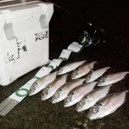 サクッと夜中アジング