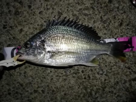 （2020/11/20 南港ヘチ釣り　 キ…