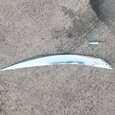 ショアジギでタチウオ!!