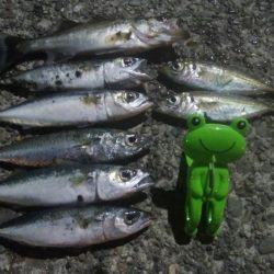 釣りデビュー　6日目