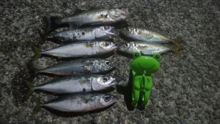 釣りデビュー　6日目