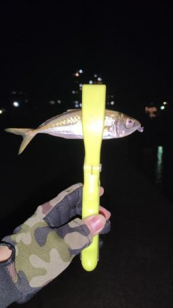 いつもの須磨アジング