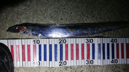 太刀魚と珍しいゲスト