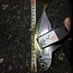 （2020/11/25 南港アジング　 好釣果！アジング釣果 中アジ～（26㎝～）サバ 釣果有り）