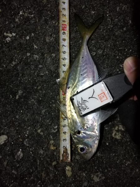 （2020/11/25 南港アジング　 好…