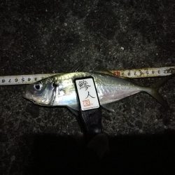 (2020/11/26 南港アジング 続好釣果!アジング釣果 中アジ~(25㎝~)ガシラ 釣果有り)