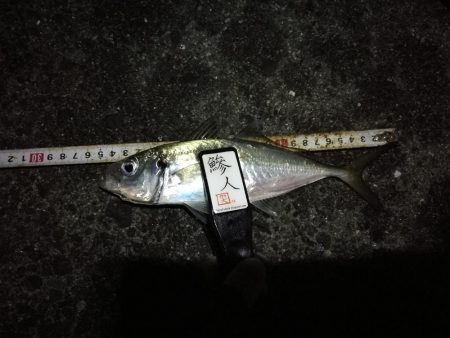 （2020/11/26 南港アジング　 続…