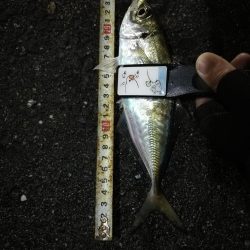 （2020/11/27 南港アジング　 風の中釣果！アジング釣果 中アジ～（24㎝～）サバ　ガシラ 釣果有り）