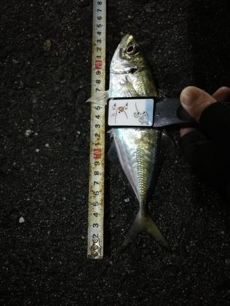 （2020/11/27 南港アジング　 風…