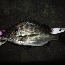 (2020/11/28 南港ヘチ釣り 真チヌ33㎝ キビレチヌ45.5㎝ 釣果有り)