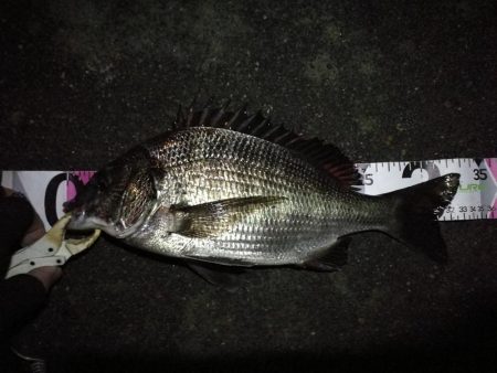 （2020/11/28 南港ヘチ釣り　 真…