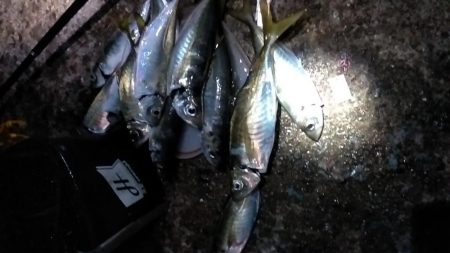 尺まじりでデブ鰺をサビキで満喫したのだ