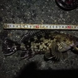 （2020/11/29 ガシラ好調！南港ヘチ釣り　 ガシラ24㎝～ キビレチヌ 釣果有り）