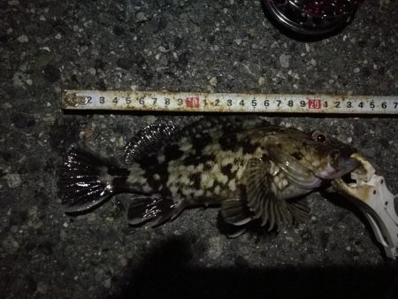 （2020/11/29 ガシラ好調！南港ヘチ釣り　 ガシラ24㎝～ キビレチヌ 釣果有り）