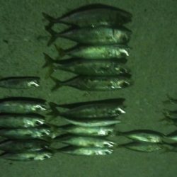 釣りデビュー　10日目