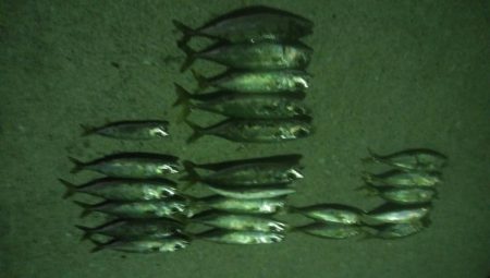 釣りデビュー　10日目