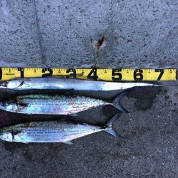 早朝プチsalt water game!