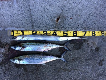 早朝プチsalt water game!