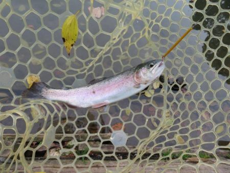 久しぶりのエリア！