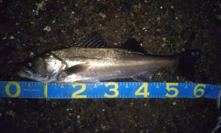 久しぶりのシーバス