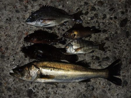 最後にようやくハネ