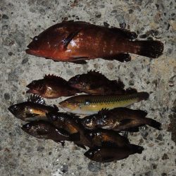 ハネの代わりにアコウ