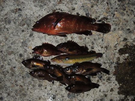 ハネの代わりにアコウ