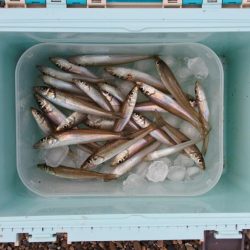 落ちギス釣り 小型ばかり