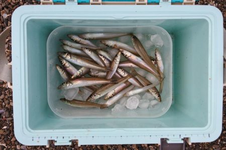 落ちギス釣り　小型ばかり