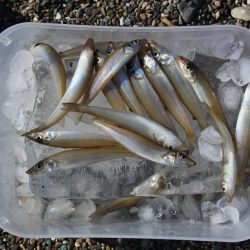 落ちギス釣り 強風で退散