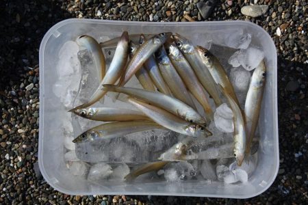 落ちギス釣り　強風で退散