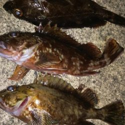 いつものガシラ釣り