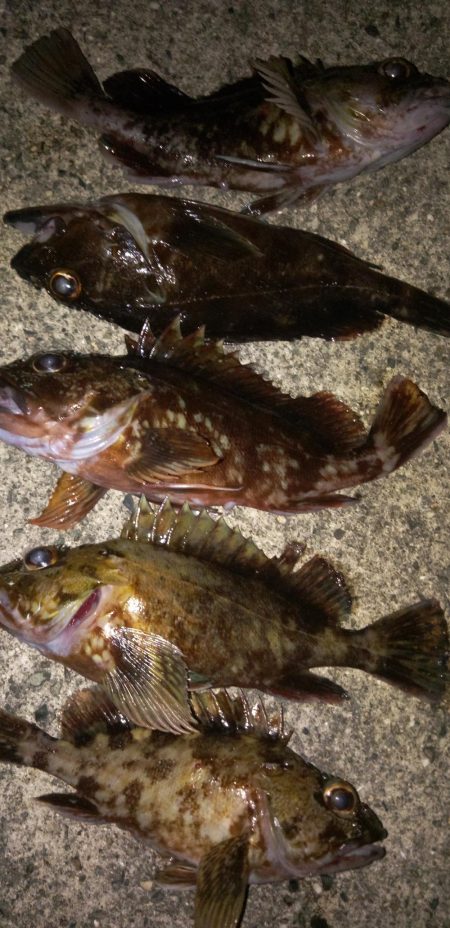 いつものガシラ釣り