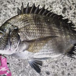 ナイトヘチ釣り