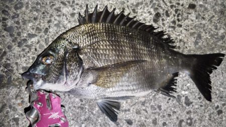 ナイトヘチ釣り