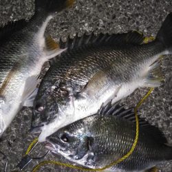 チヌは小さいが、キビレは元気!