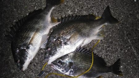 チヌは小さいが、キビレは元気！