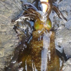 エギングってん