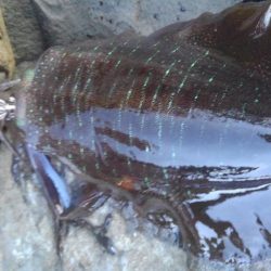 ジギルとハイド？