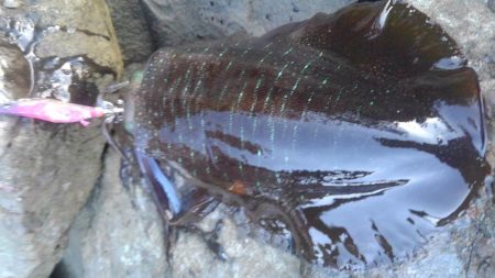 ジギルとハイド？