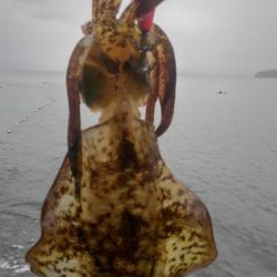 雨降りエギング‼️