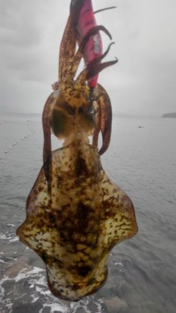 雨降りエギング‼️